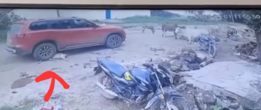 कार चालक ने गाय के बछड़े को बेरहमी से कुचला!बछड़े की मौत, आरोपी गिरफ्तार !!